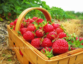 Eclair Strawberry Plants - Extra Sweet and Fragrant Berries - £13.41 GBP+