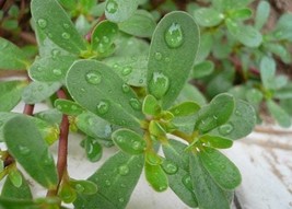 100 Green Purslane Seeds Aw91005 Fresh Gardening USA Shipping - £10.65 GBP