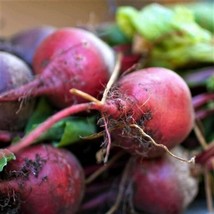 Early Wonder Beet Seeds 30 Garden Usa Seller - £8.35 GBP