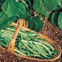 Kentucky Wonder Bush Green Beans 12 Seeds Heirloom Fun to grow! - £1.30 GBP