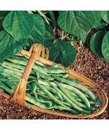 Kentucky Wonder Bush Green Beans 12 Seeds Heirloom Fun to grow! - $1.67