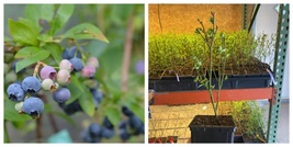 New! 1 Elliott Northern Highbush Blueberry - Ship Bare Root 10&quot; to 12&quot; in size!  - $60.99