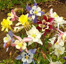 175 McKana&#39;s Giant Columbine Mix Flower Seeds - £14.15 GBP