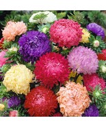 New Fresh Seeds Aster Peony Duchess Series Mixed Colors Seeds - $17.50