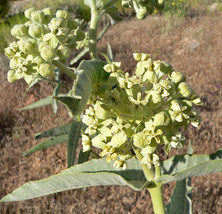 Western Sand Milkweed 15 Seeds for Planting - Asclepias Arenaria - Native South - £13.47 GBP