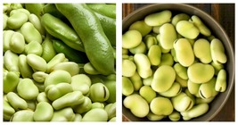 200 Seeds Broad Windsor Fava Bean Vegetable Plant - £31.16 GBP