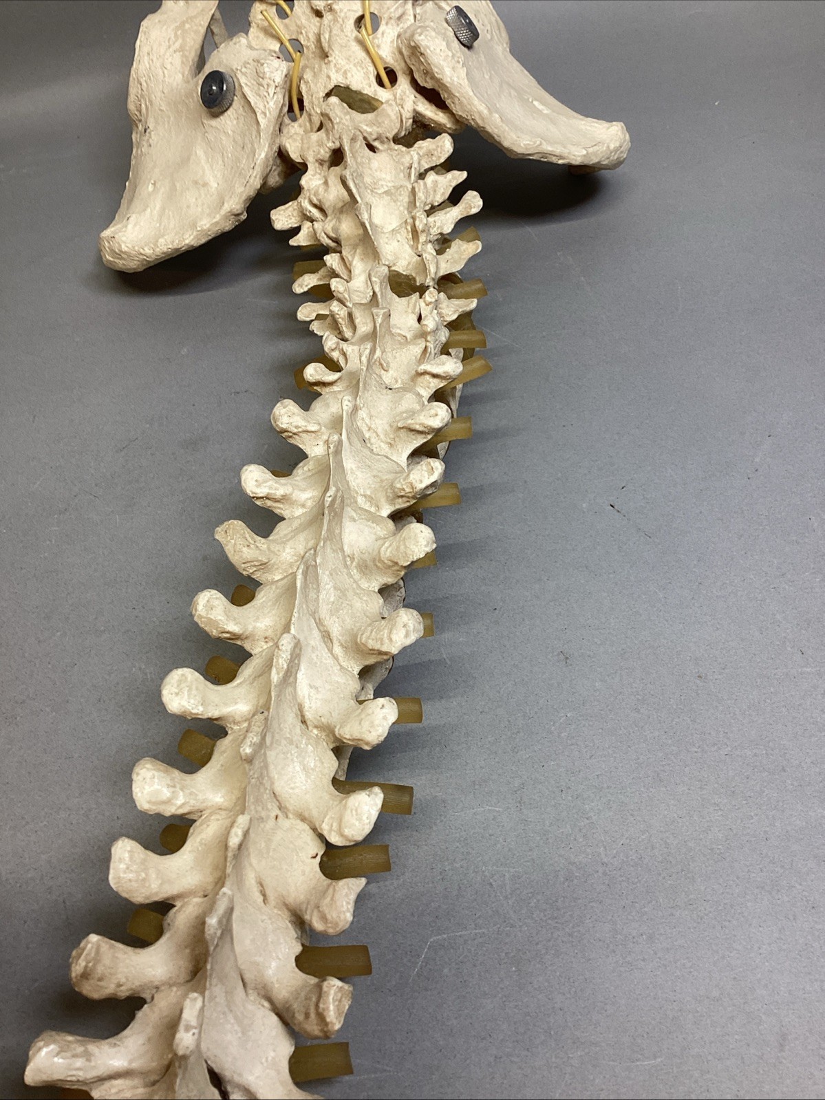 Resin Human Vertebral Column with Pelvis Skeleton Model Medical Anatomical Spine Item image 10