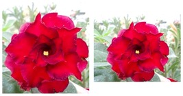 &#39;Fire Fenghwang&#39; Adenium Obesum Flower Seeds, Professional Pack, 4 Seeds / Pack - £15.97 GBP