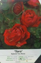 Toro Hybrid Tea Rose 5 Gal. Red Live Bush Plants Shrub Plant Fine Roses - $116.35
