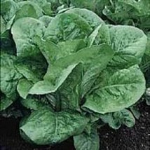 Usa Seller Dark Green Cos Lettuce Seeds Fast Shipping - £7.55 GBP