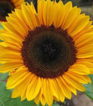 25 Pc Seeds Yellow Orange Sunflower, Perennial Sunflower Seeds for Planting | RK - £14.93 GBP