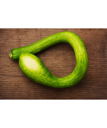 25 Tromboncino Squash Seeds, Unique Heirloom Zucchini, Vigorous - $12.99