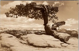 RPPC The Fallen Jeffrey Pine Tree at Sentinel Dime Yosemite c1940s Postcard Z18 - £11.15 GBP