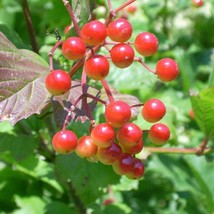 Fresh Seeds American Cranberry Seeds - $13.96