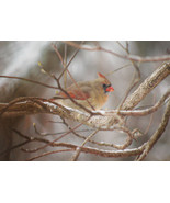 &quot;Lady Bird,&quot; an A. Rose Designs (tm) note card - $9.50 CAD+