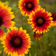 100 Blanket Flower Seeds Perennial / Easy To Grow /Organic Seeds/ Us  / Ts - $4.77