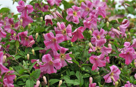 4&quot; Pot Pink Mink Clematis Live Plant Pink Flowers Proven Winners Garden - $64.99
