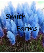 SYR 200 Seeds Dark Navy Blue Pampas Grass Fast Growing - $18.82 CAD