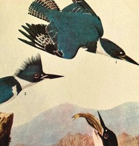 Belted Kingfisher Bird 1946 Color Art Print John James Audubon Nature DWV2H - £23.44 GBP