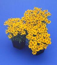 50 Seeds Coreopsis Great Plains Yellow Annual Seeds - £17.29 GBP