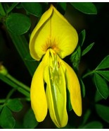 LKS Cytisus Scoparius Scotch Common Broom 50 Seeds Home Garden - €19,29 EUR