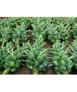 BRUSSEL SPROUTS CATSKILL SEEDS 300  VEGETABLE NON GMO HEIRLOOM - £9.07 GBP