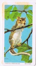 Brooke Bond Red Rose Tea Card #16 Eastern Gray Squirrel Animals &amp; Their ... - $0.98