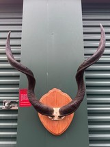 Real BIG Kudu Skull # XX Horns are around 38inches - £515.10 GBP