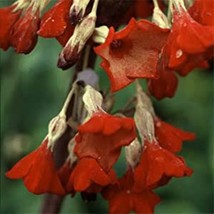 New Fresh Seeds Primula Florinddae Rays Ruby Seed - $10.78