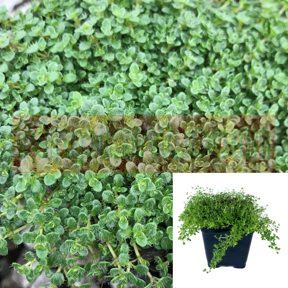 Thyme Elfin Plant 4inches Pot Thymus Serpyllum Live Plant Plant Ht7 - $12.91