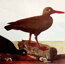 Black Oyster Catcher Bird 1950 Lithograph Print Audubon Nature 1st Ed DWU14B - £23.62 GBP