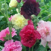 SEPTH Hollyhock MAJORETTE  MIX Dwarf Biennial Pollinators Non-GMO 50 PUR... - $9.00