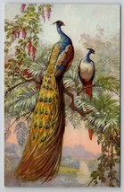Beautiful Peacocks on Tree Branch Stahli Art Postcard F27 - £12.13 GBP