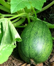 Tatume Summer Squash Seeds Mexican Squash Calabacita Fresh Fast Shipping - $5.20 CAD