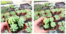 Stonecrop - 2&quot; Donkey Tail - Burro&#39;s Tail - Sedum - Sedum Morganianum - $42.42 CAD