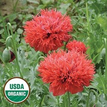 GIB 100 Seeds Easy To Grow Red Chima Poppy Flowers - $9.00