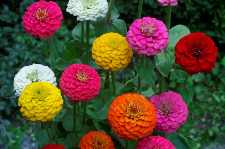LD 50 Seeds Lilliput Zinnia Seeds Mix, Zinnia Elegans, Nongmo Fast Shipping - $7.99