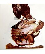 Red Tailed Hawk Bird 1950 Lithograph Print Audubon Nature First Edition ... - $42.03 CAD