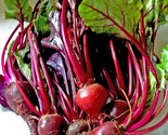 Ruby Queen Beet  Beta Vulgaris 1 50 Seeds A Red Heirloom Non Gmo - $8.99