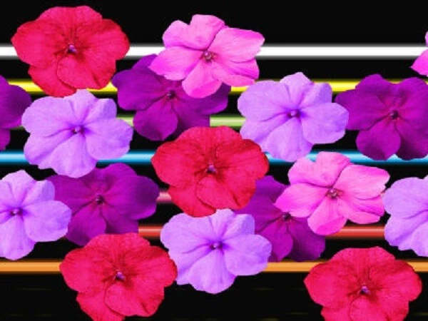 50 Impatiens seeds impatiens sun and shade Neon Hot Mix - $17.22