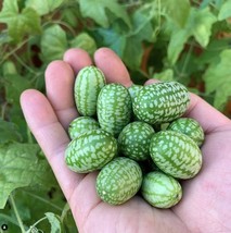 KKG Mexican Sour Gherkin Cucumber Seeds Melothria Scabra Mouse Melon Fre... - $7.89