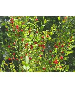 FMG Red Huckleberry Vaccinium Parvifolium Edible Hardy Fall Colors Fast ... - $279.59 MXN