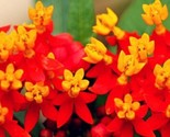 Butterfly Bloodflower Milkweed Sunset Flower Seeds 100 Seeds Fast Shipping - £6.40 GBP