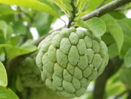 5 Pc Seeds Annona Squamosa Plant, Sugar Apple Fruit Seeds For Planting | RK - £15.10 GBP