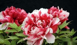 10pc PEONY SEEDS Garden Plant Flower blossom exotic USA seller FREE ship... - $5.65