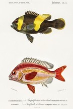 Saddleback Clownfish &amp; Whitecheek Monocle Bream - Fish Illustration Poster - £26.37 GBP