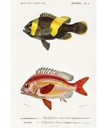 Saddleback Clownfish & Whitecheek Monocle Bream - Fish Illustration Poster - £26.36 GBP