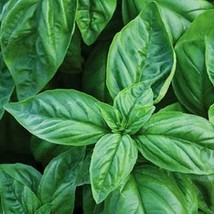 Basil Large Leaf Italian Seeds Herb Gardening Beautiful USA SHIPPING - $8.58