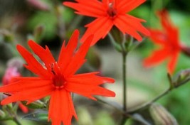 THJAR Fire Pink Wildflower Seeds For Planting (50 Seeds) Silene Virginica - $31.92