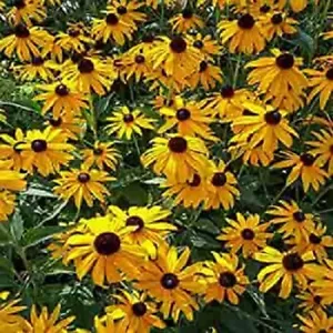 50 Ozark Gold Coneflower Seeds Echinacea Perennial Flowers Flower 1365  - £13.46 GBP